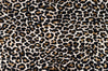 Leopard Print