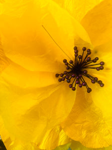 Yellow Paper flowers